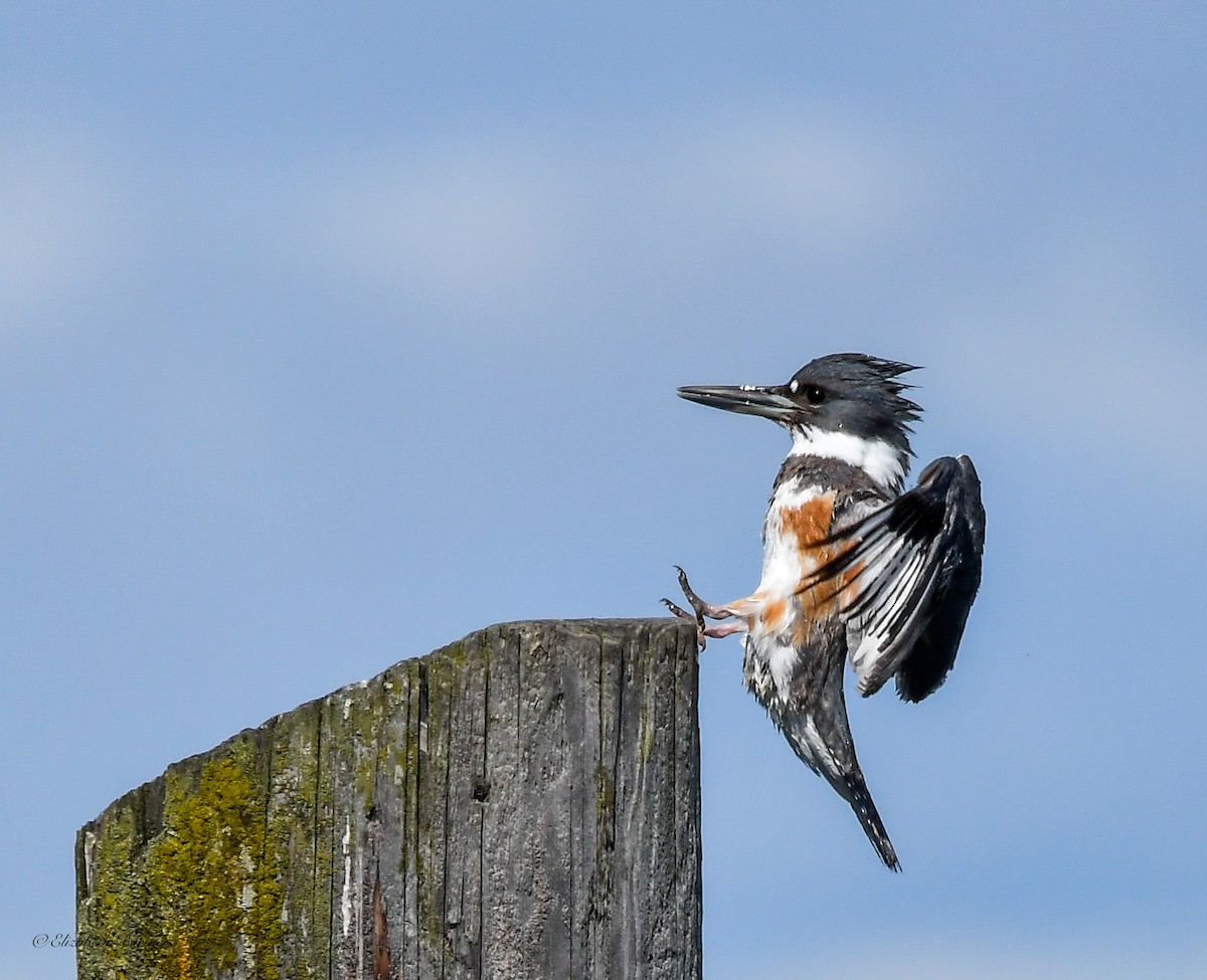 Belted Kingfisher - ML617057828