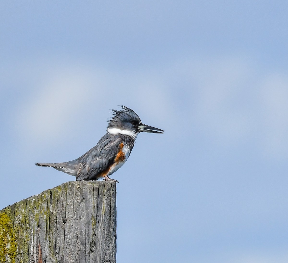 Belted Kingfisher - ML617057829