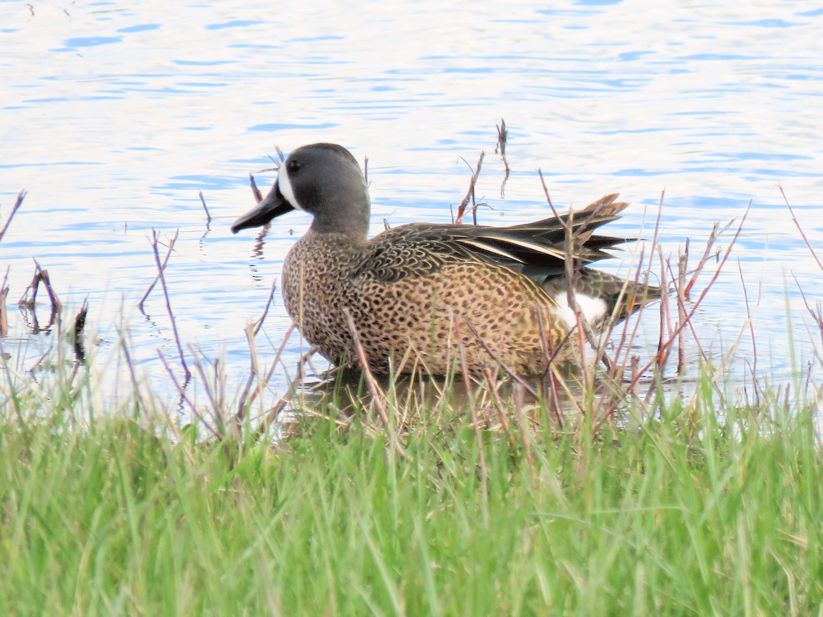 Blue-winged Teal - ML617057852