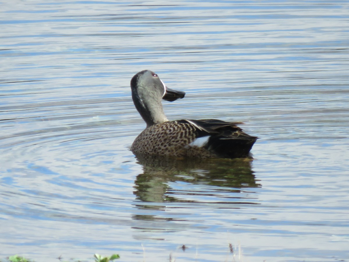 Blue-winged Teal - ML617057853