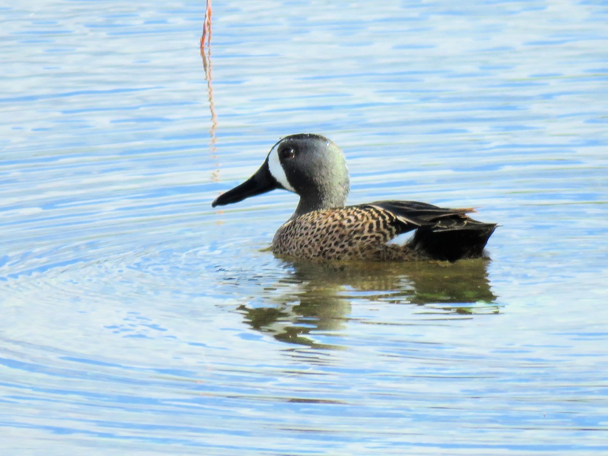 Blue-winged Teal - ML617057854