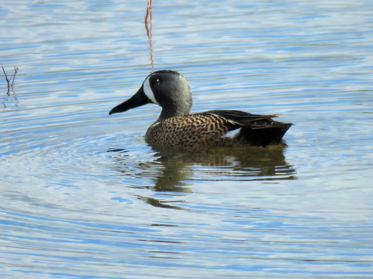 Blue-winged Teal - ML617057855