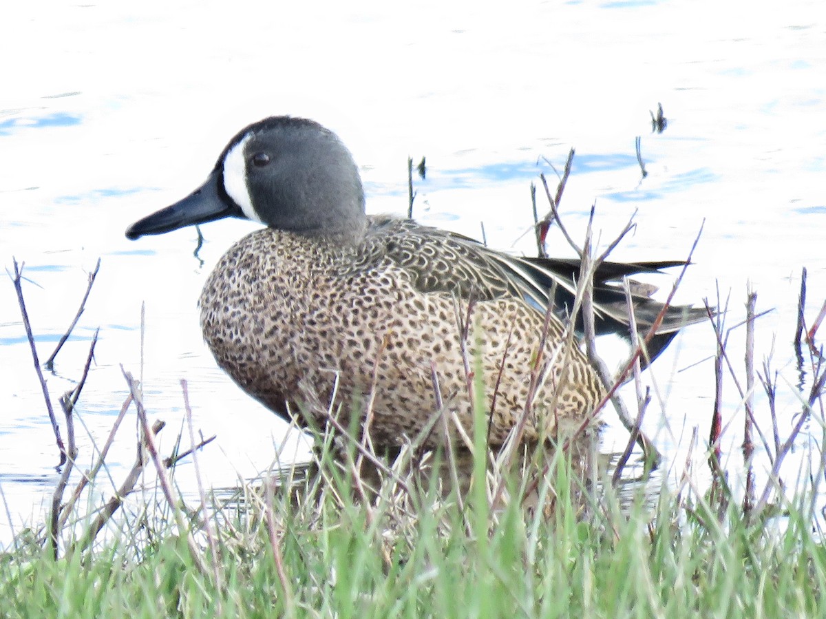 Blue-winged Teal - ML617057858