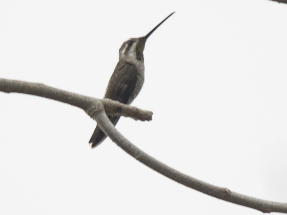 kolibřík achátový - ML617057868
