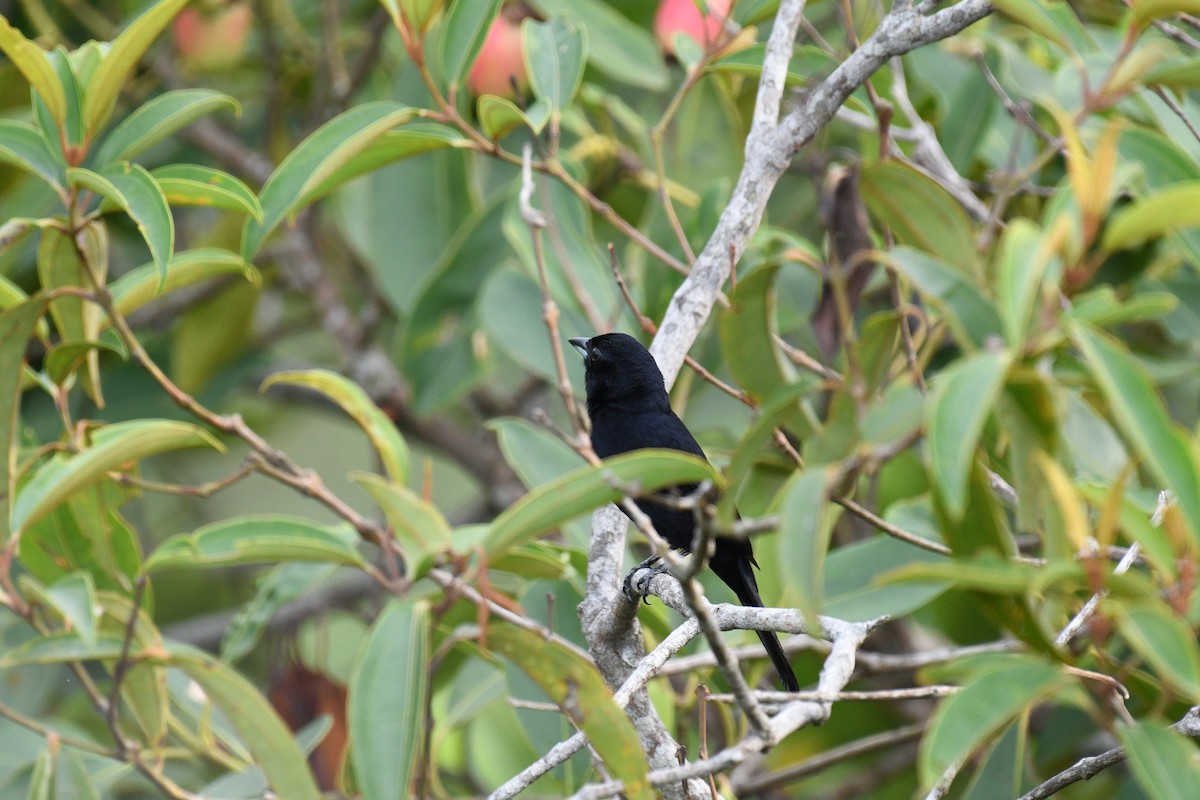 Red-shouldered Tanager - ML617057930
