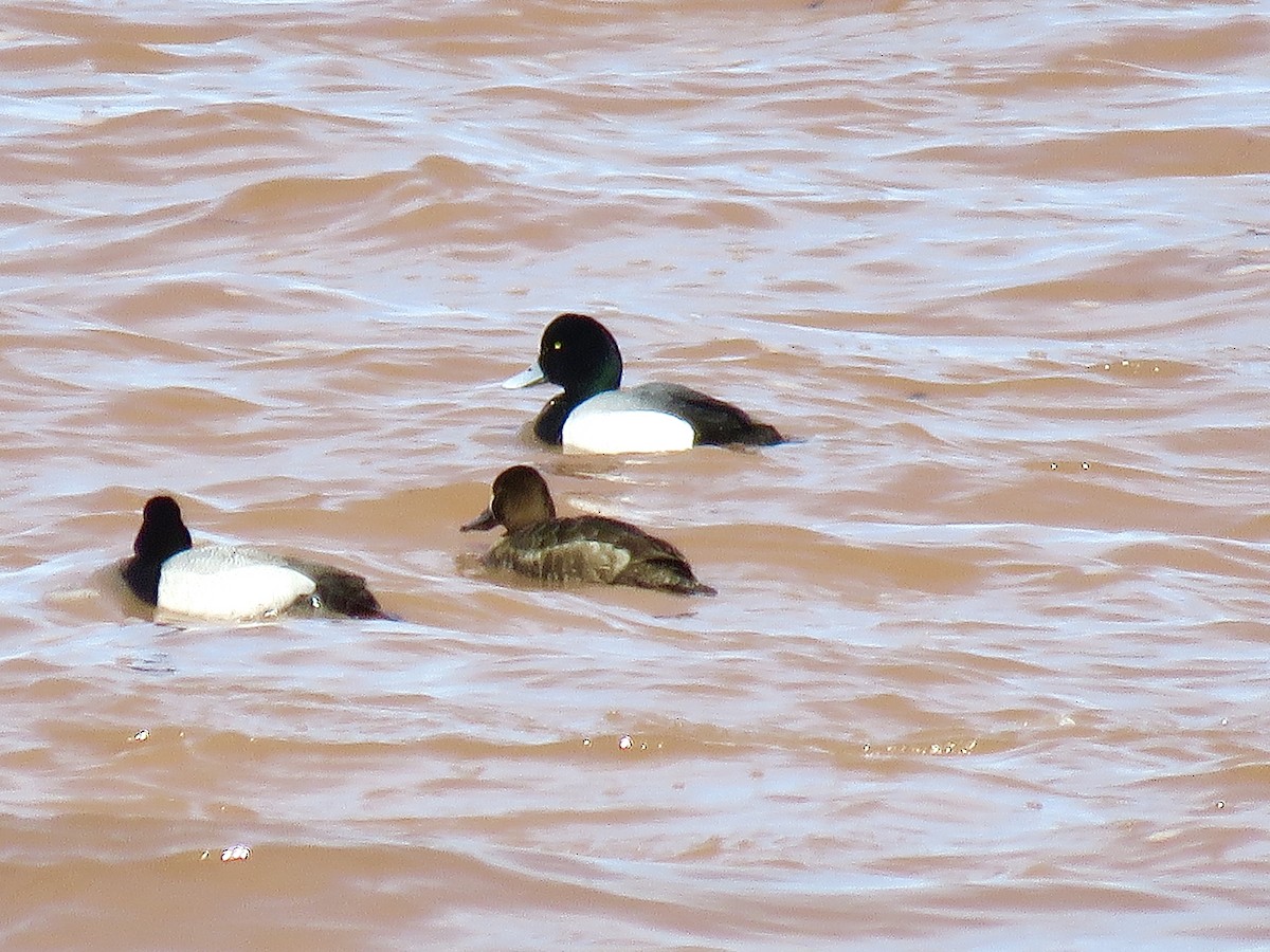 Greater Scaup - ML617057931