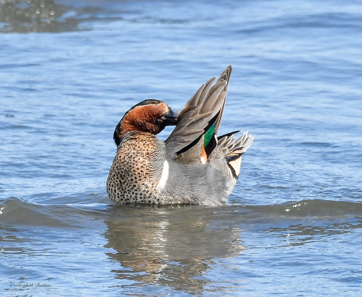 Green-winged Teal - ML617057940