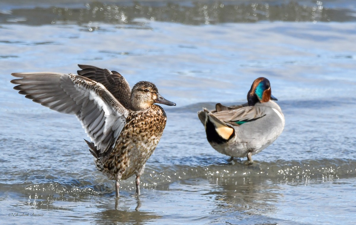 Green-winged Teal - ML617057941