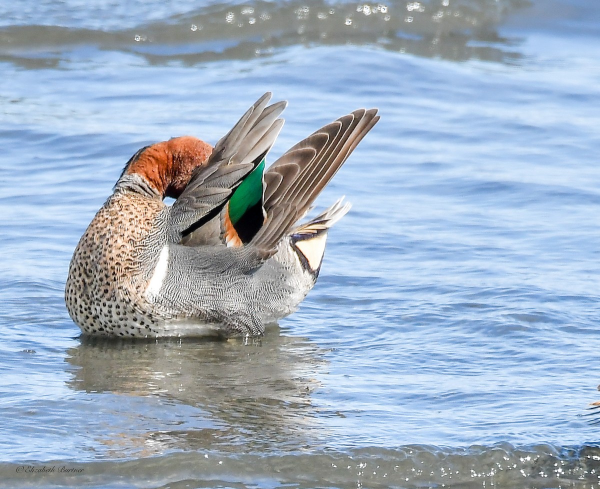 Green-winged Teal - ML617057942