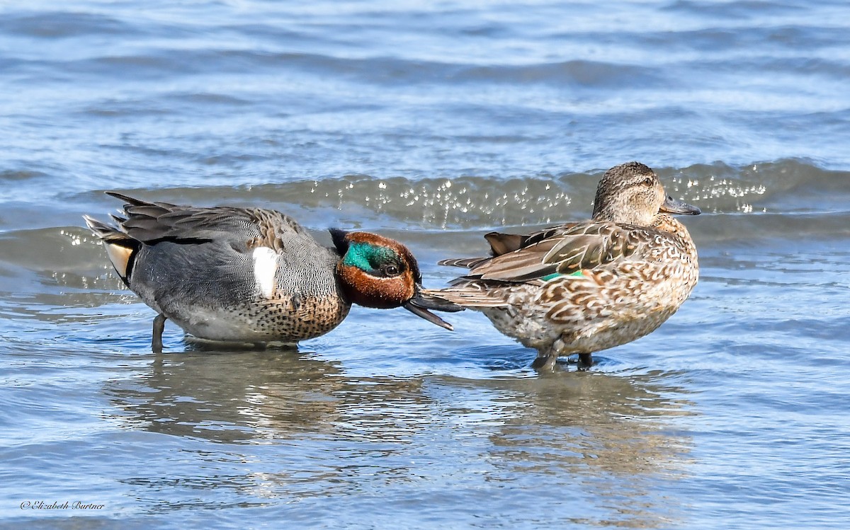 Green-winged Teal - ML617057943