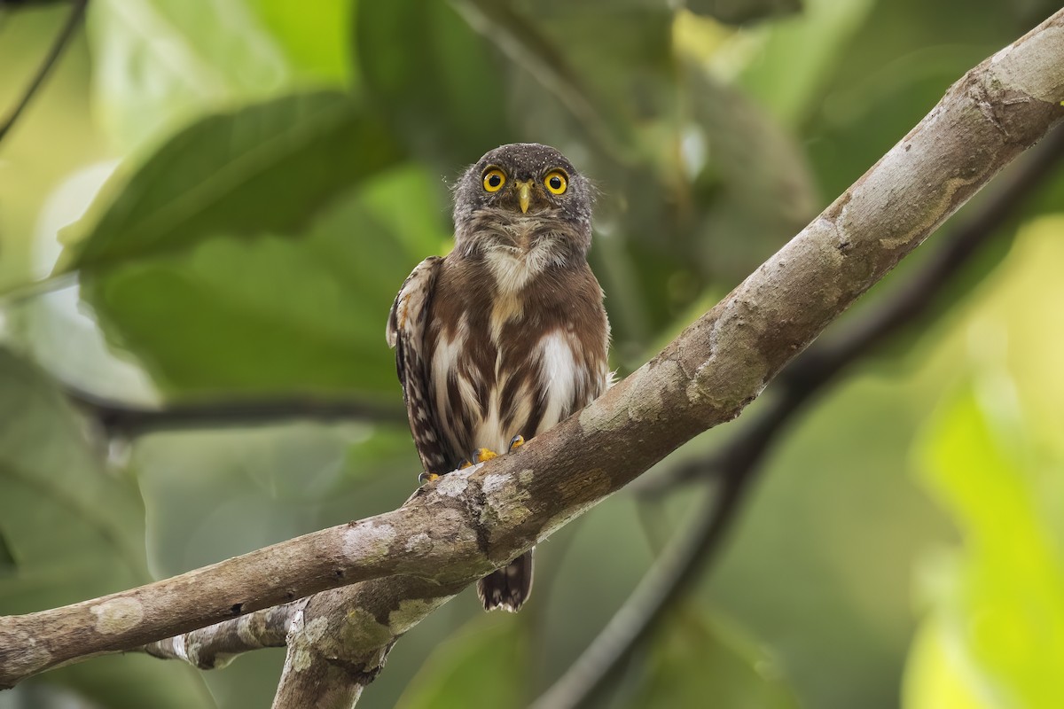 Amazonian Pygmy-Owl - ML617058036