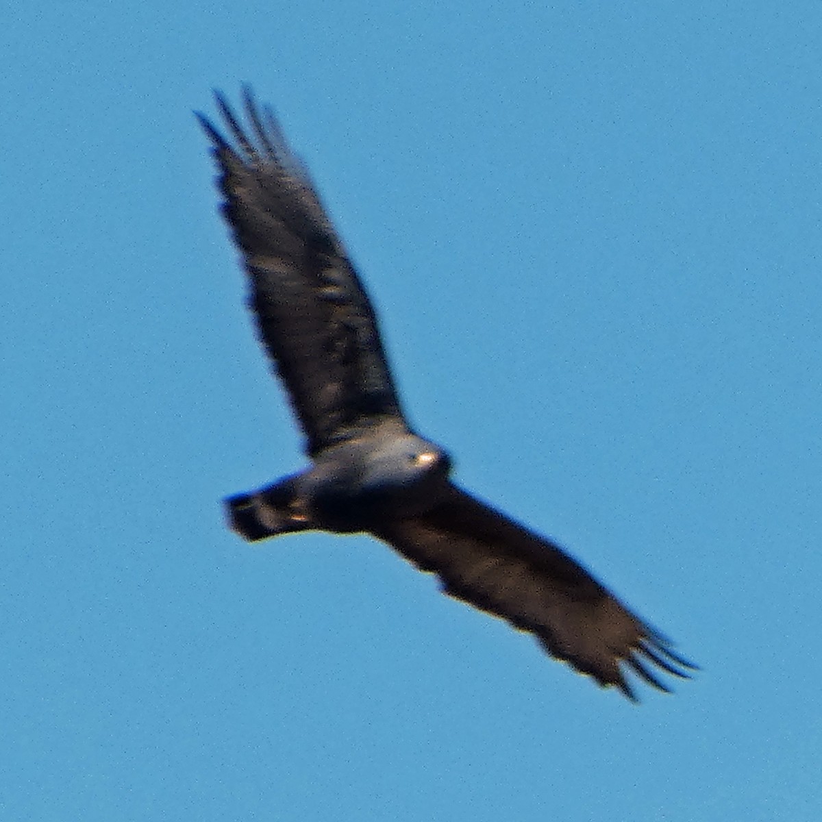 Zone-tailed Hawk - ML617058038
