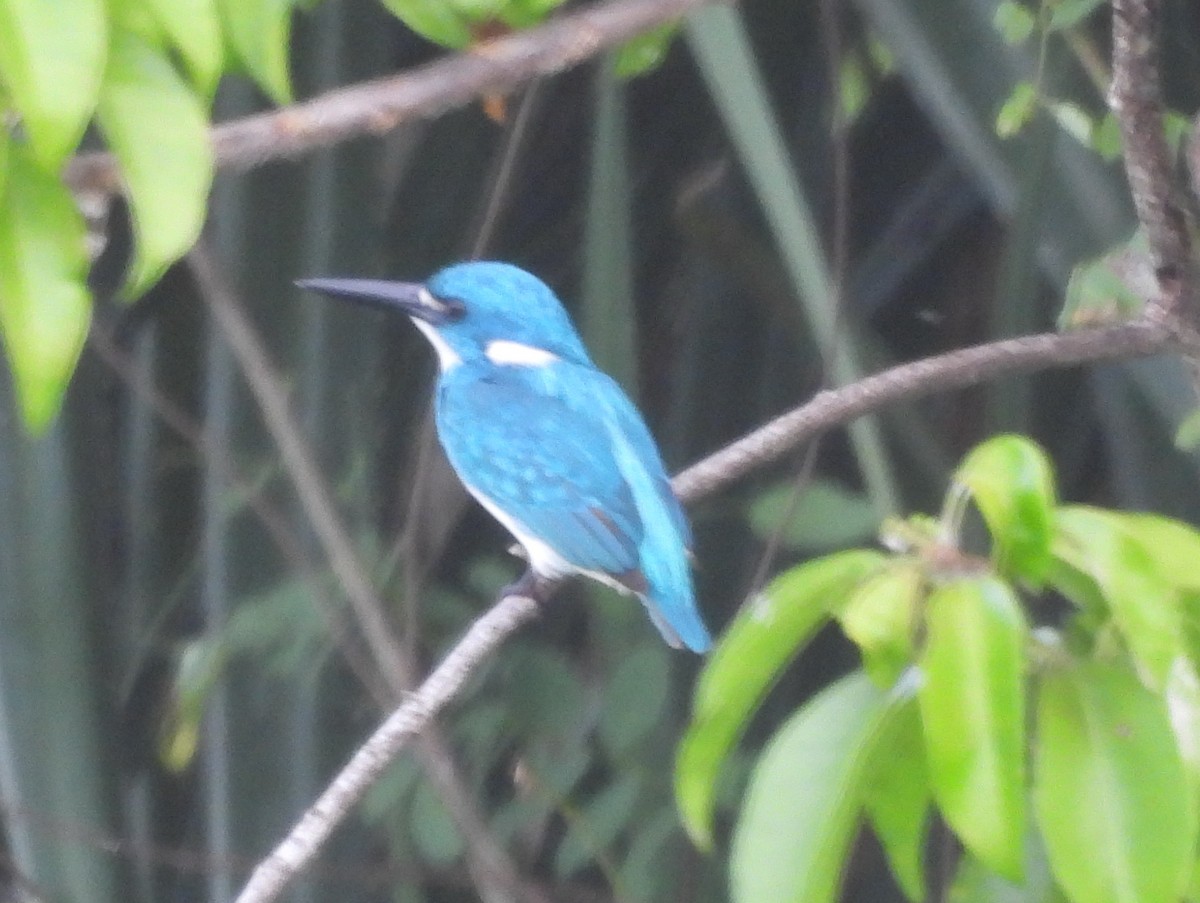 Small Blue Kingfisher - ML617058062