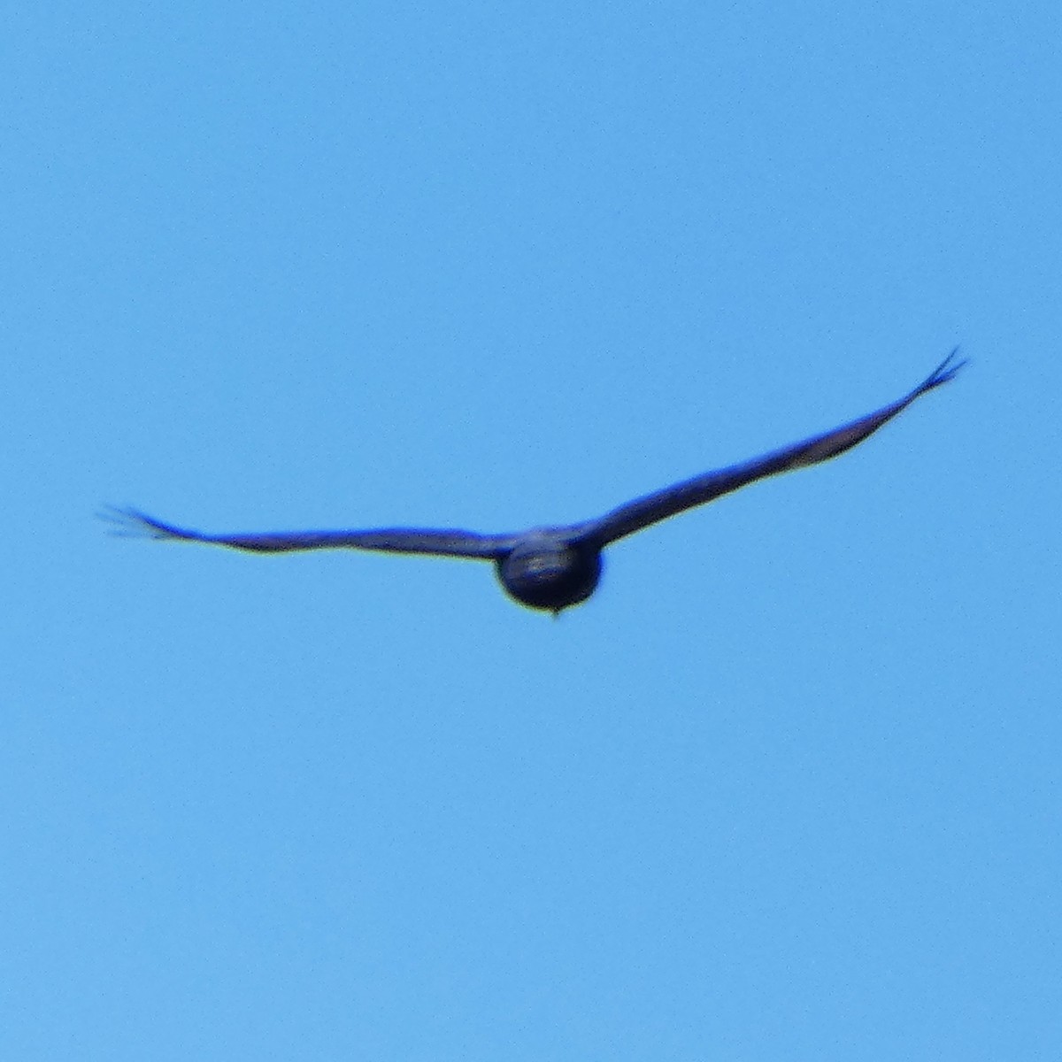 Zone-tailed Hawk - ML617058064
