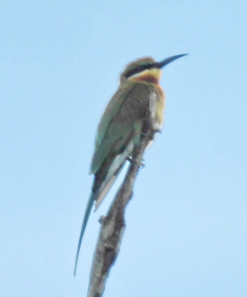 Blue-tailed Bee-eater - Barbara Dye