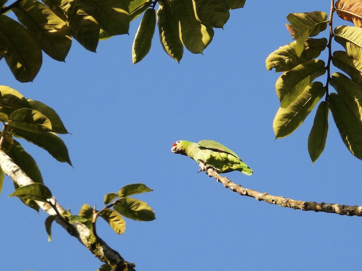 Red-lored Parrot - WS Barbour