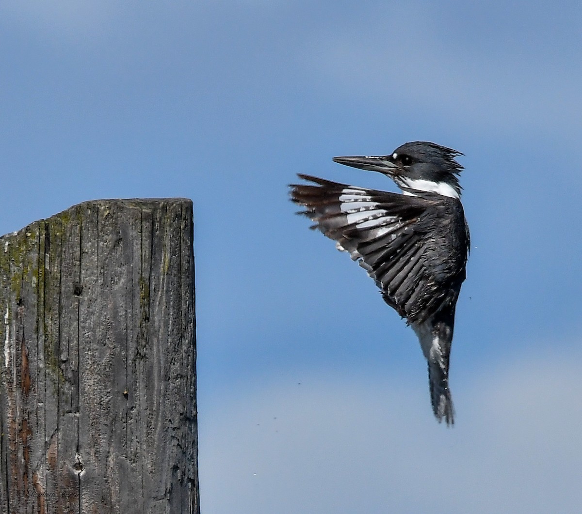 Belted Kingfisher - ML617058182