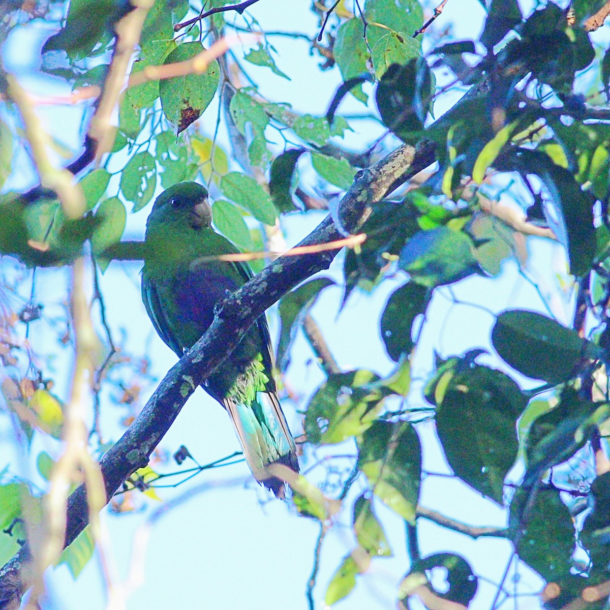 Blue-bellied Parrot - ML617058198