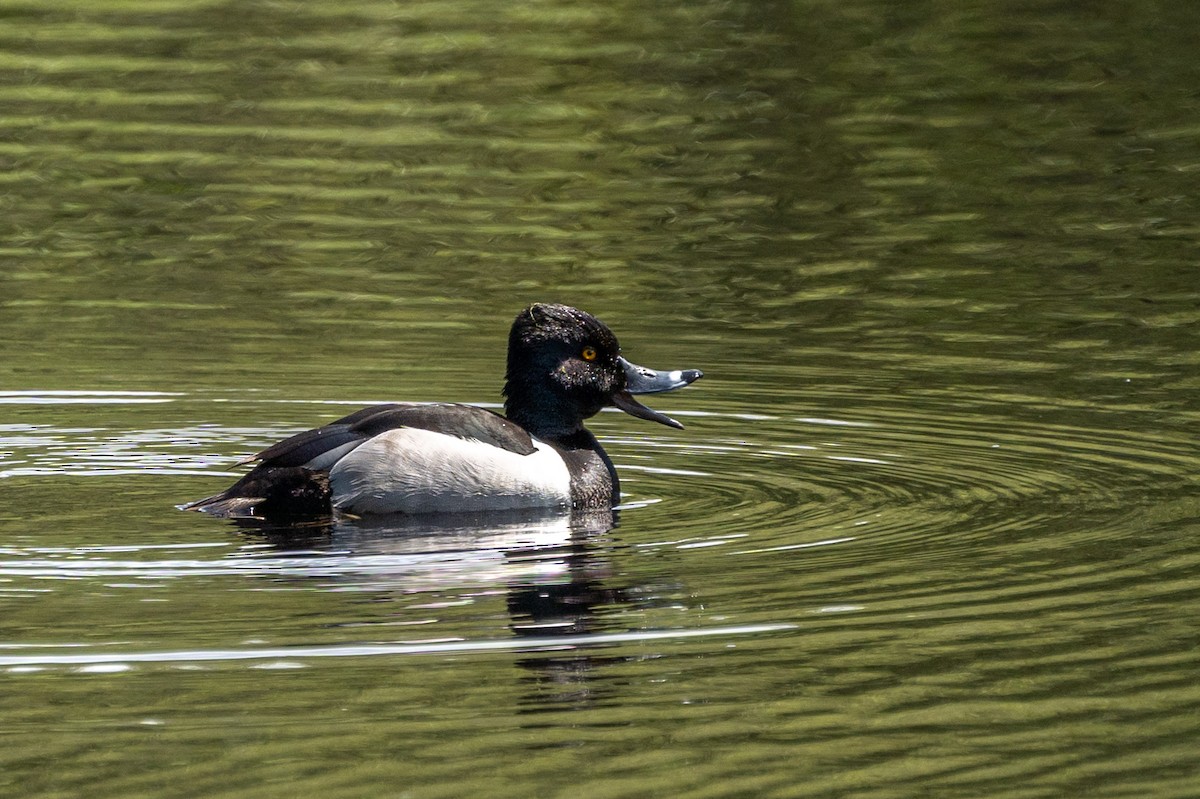 Ring-necked Duck - Carole Rose