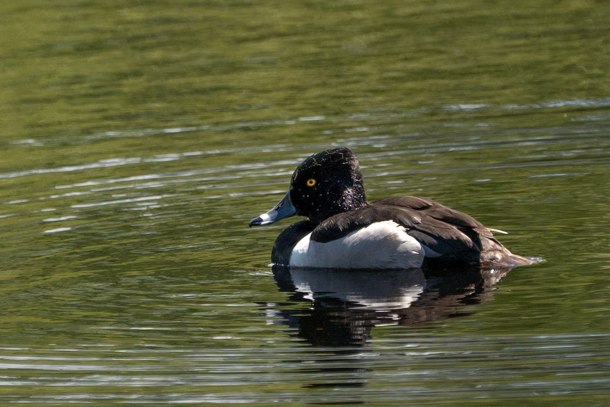 Ring-necked Duck - Carole Rose