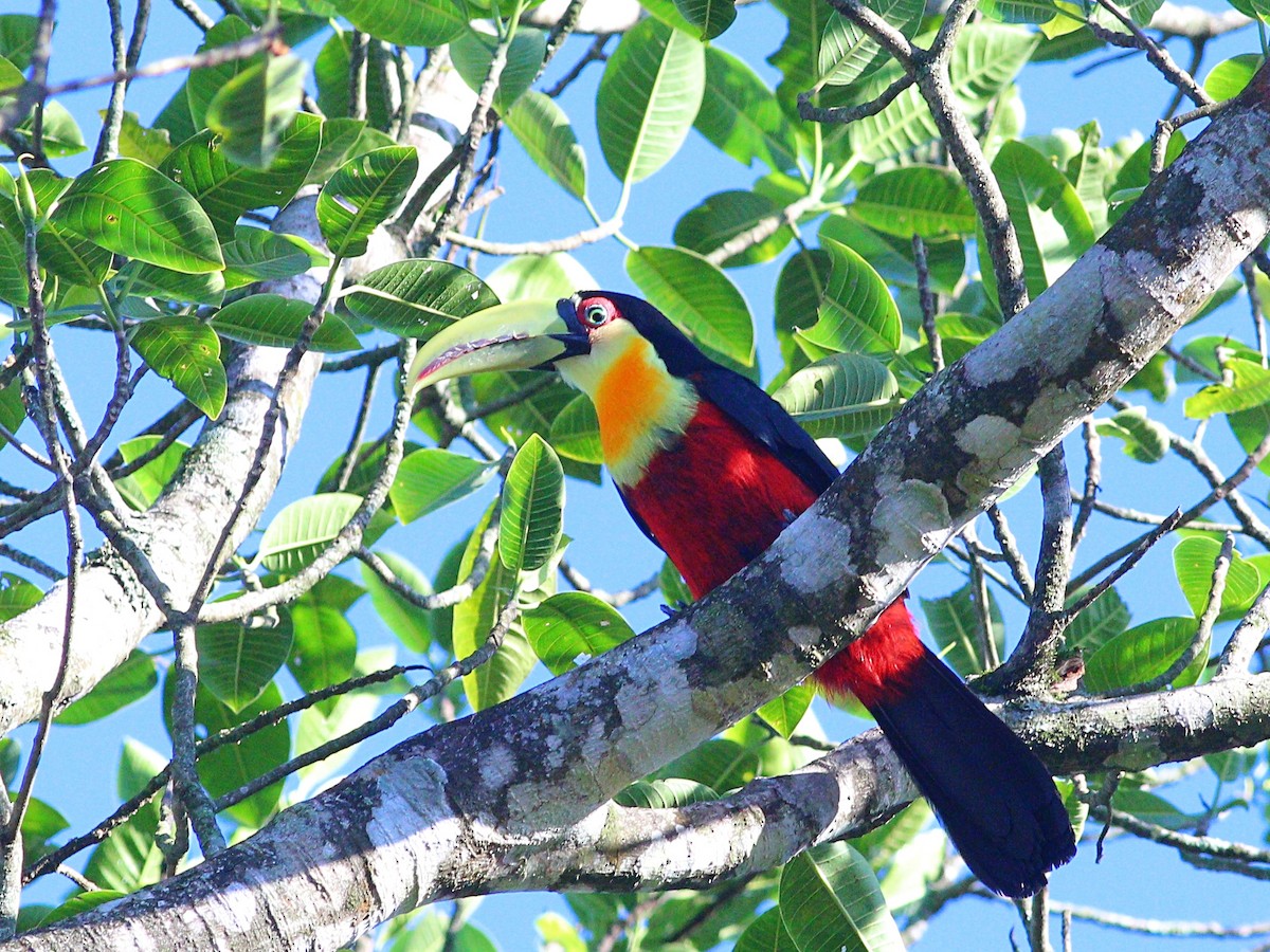 Red-breasted Toucan - ML617058318