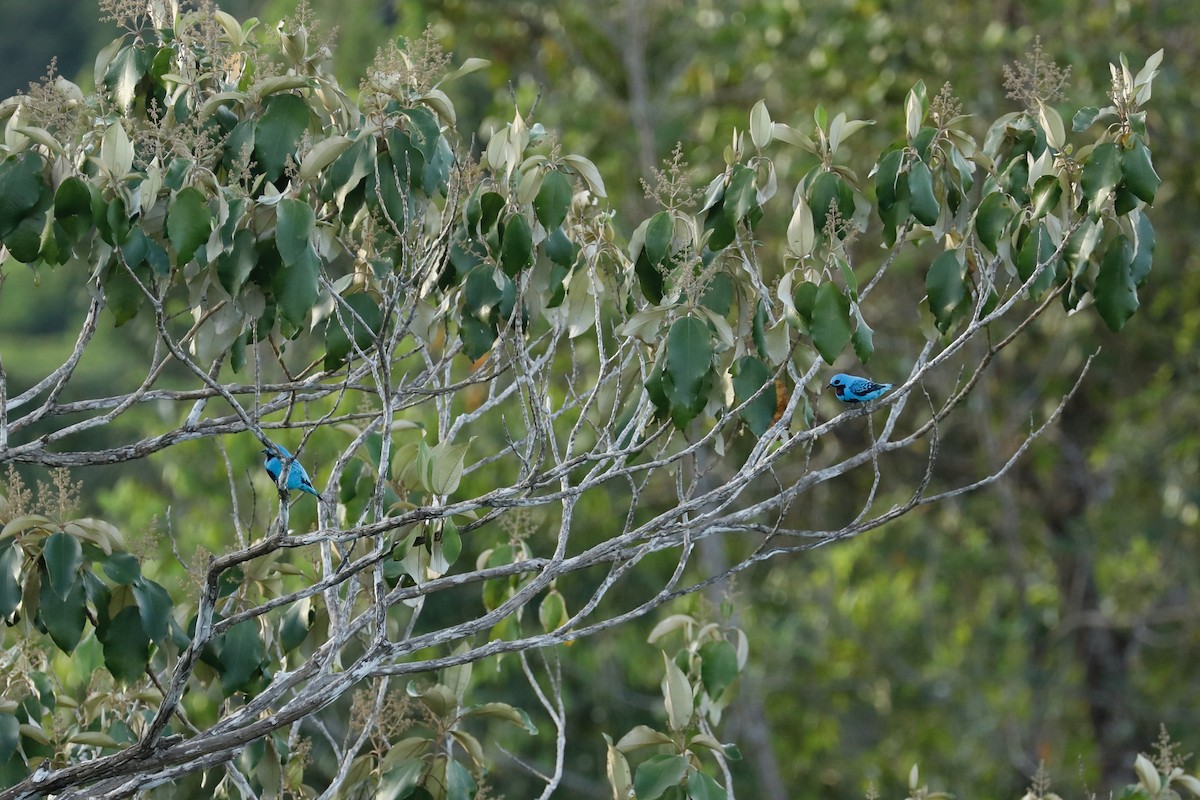 Cotinga turquoise - ML617058329