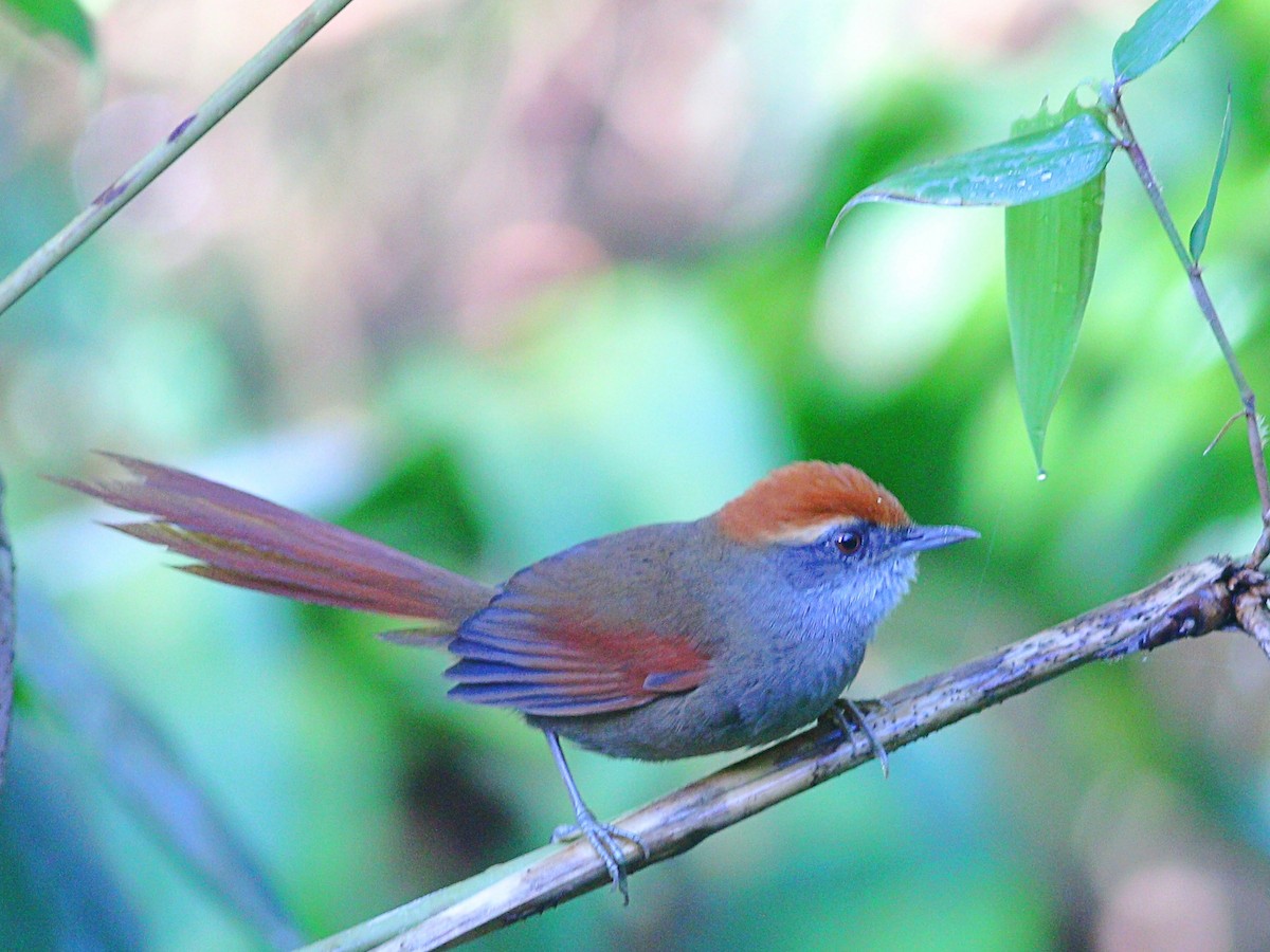 Rufous-capped Spinetail - ML617058357