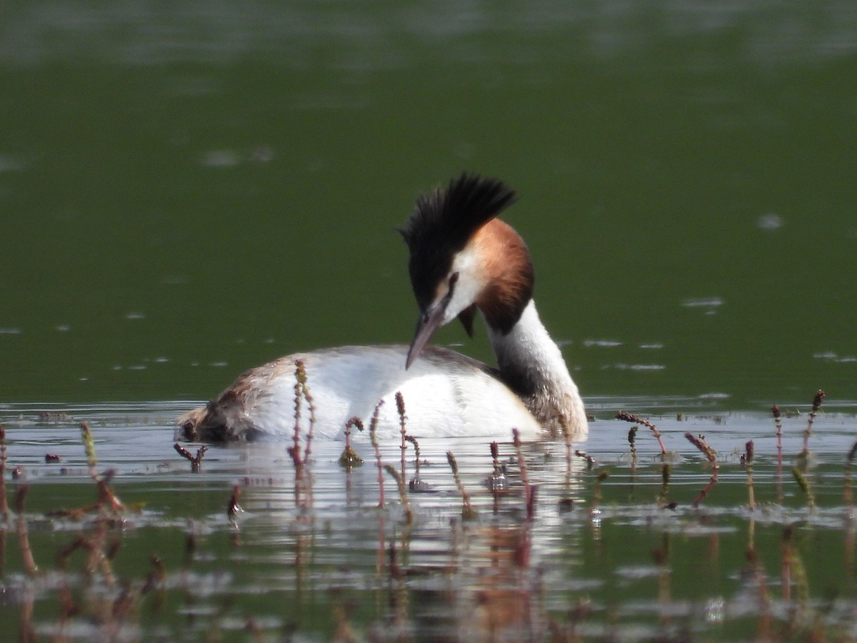 Great Crested Grebe - ML617058411