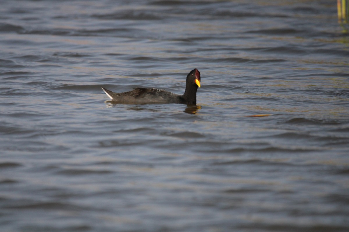 Red-fronted Coot - ML617058632