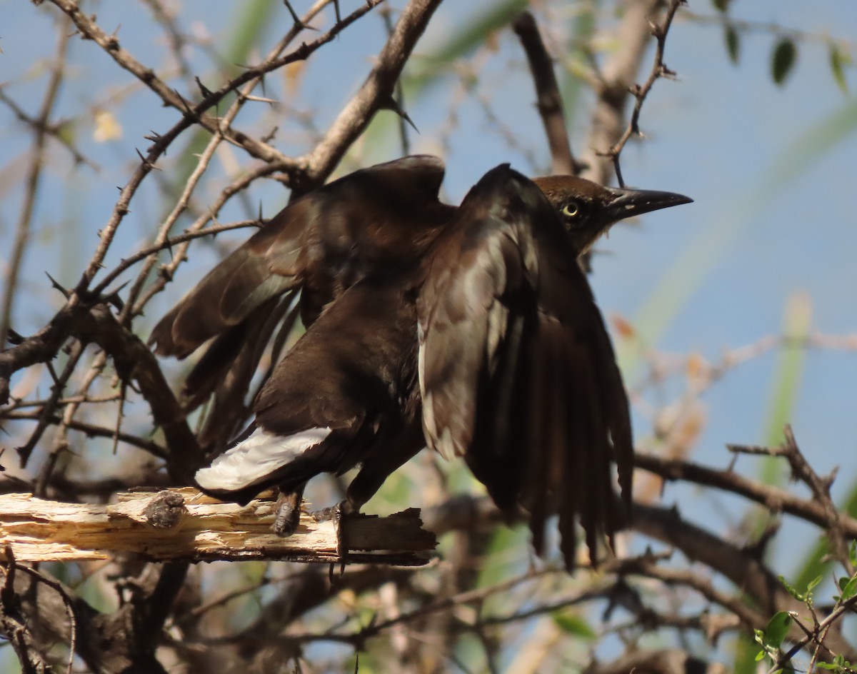 Great-tailed Grackle - ML617058716