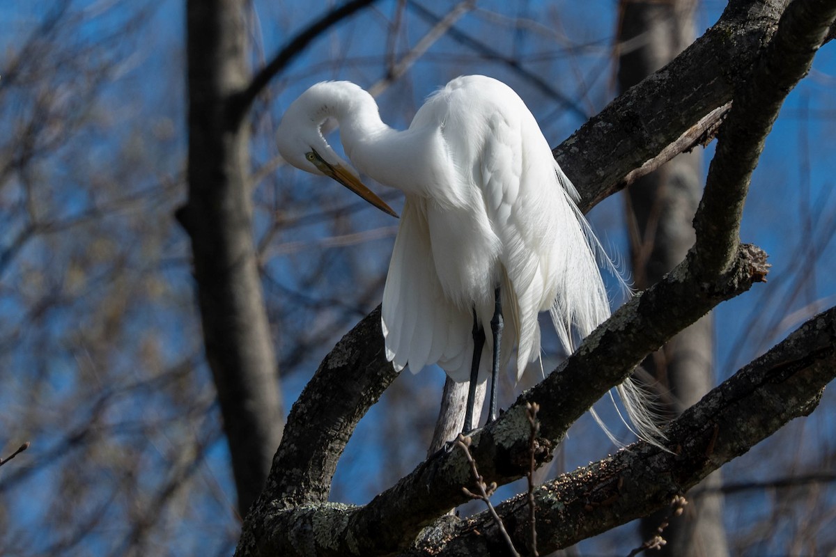 Great Egret - Ted Kavanagh