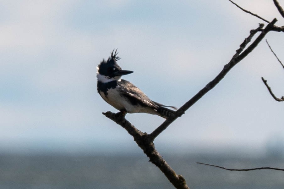Belted Kingfisher - Ted Kavanagh
