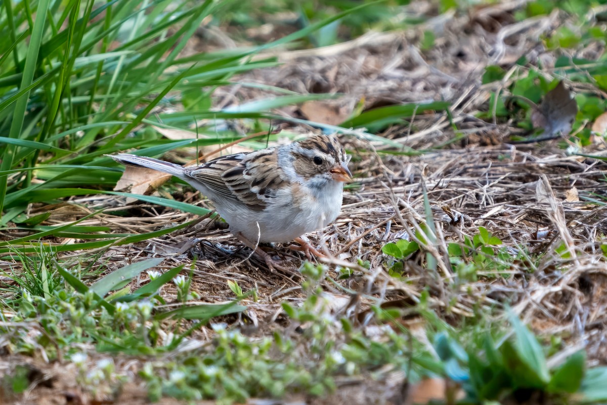 Clay-colored Sparrow - ML617058907