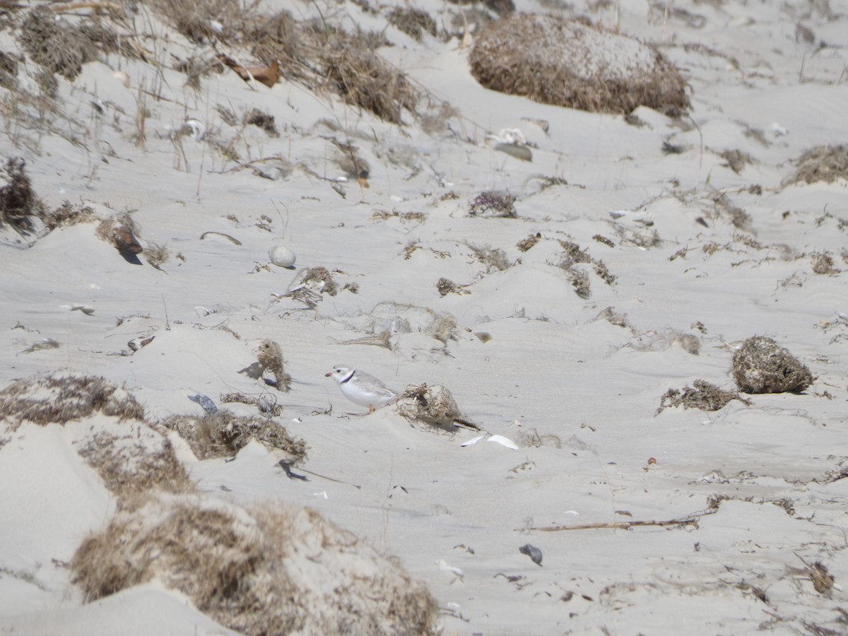 Piping Plover - ML617058929
