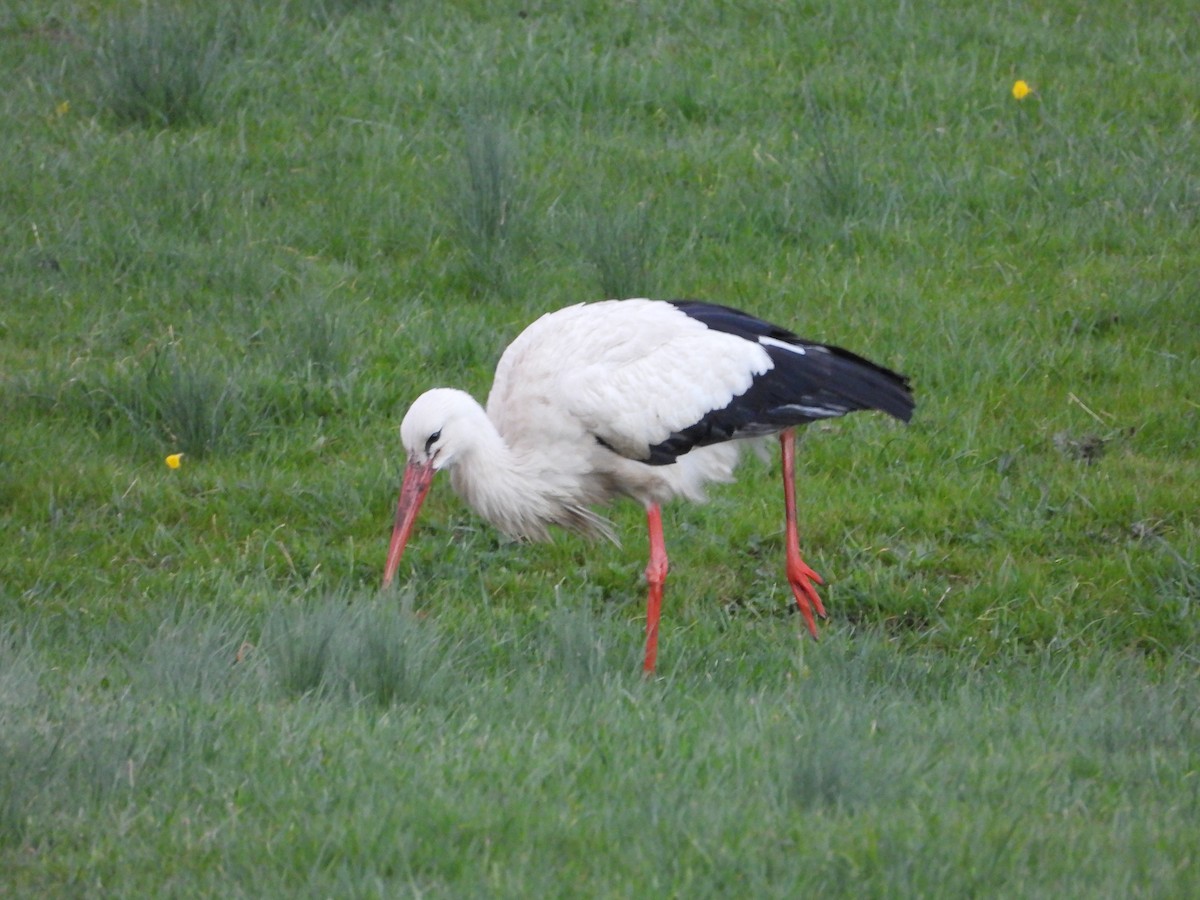 White Stork - Javier Fregenal Díaz