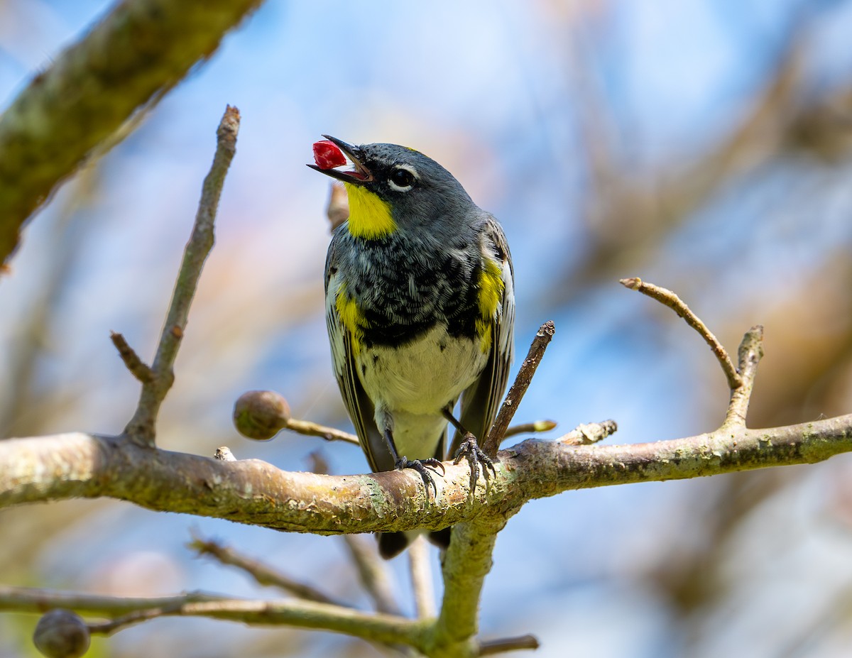 Yellow-rumped Warbler (Audubon's) - Marcus Kelly