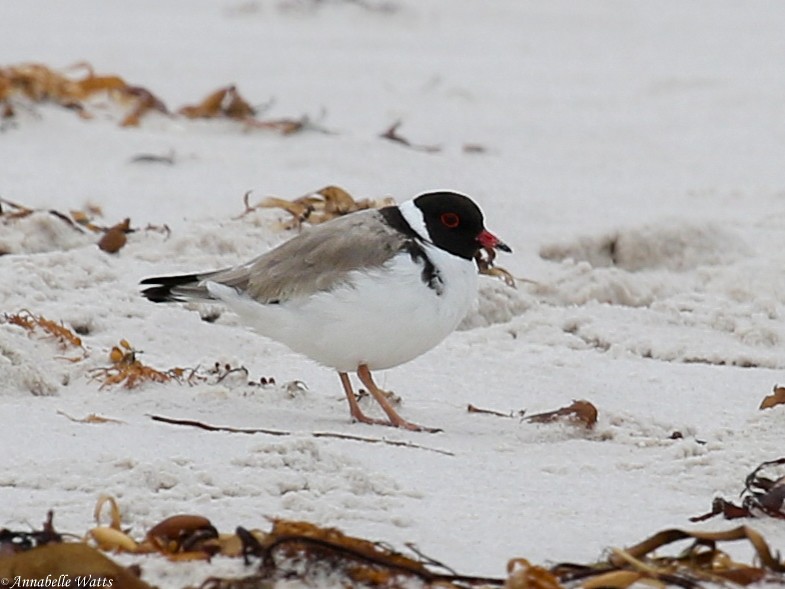 Hooded Plover - Justin Watts
