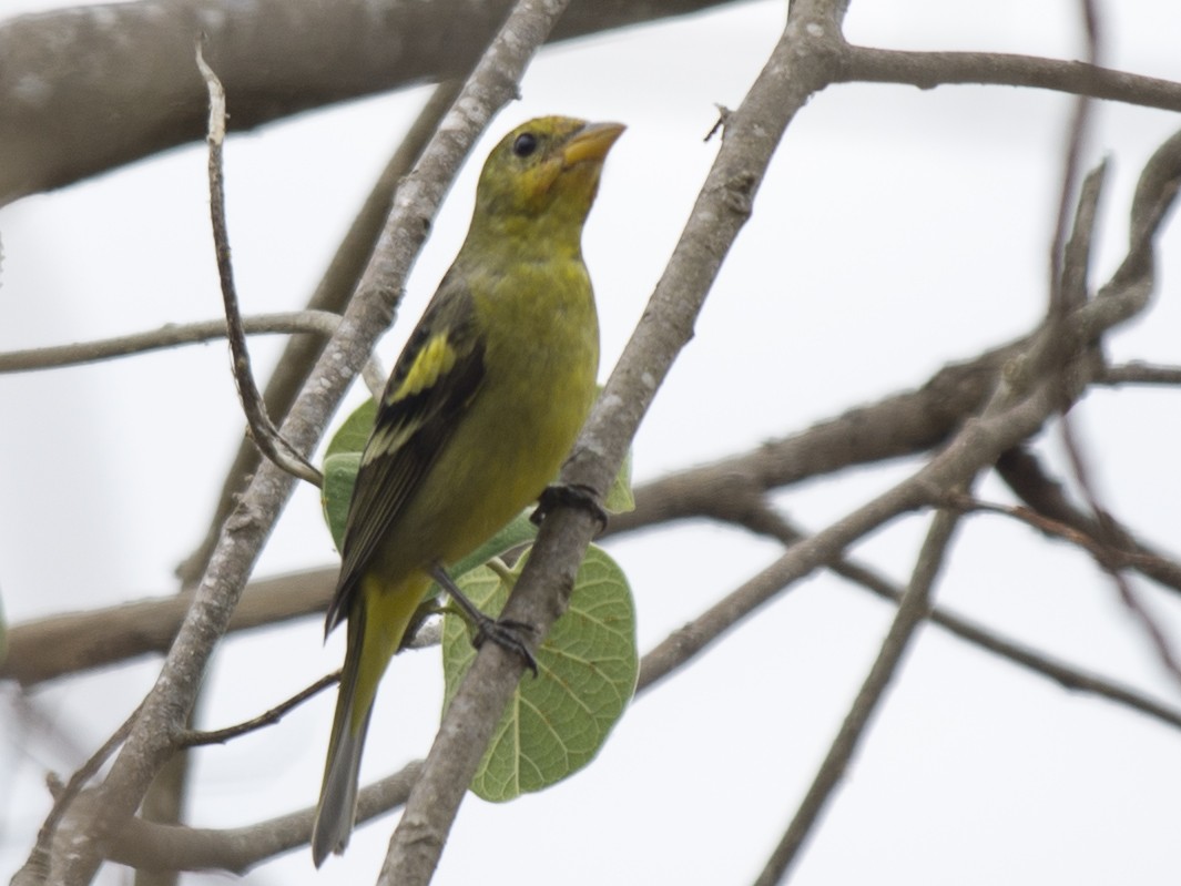 Western Tanager - ML617059142