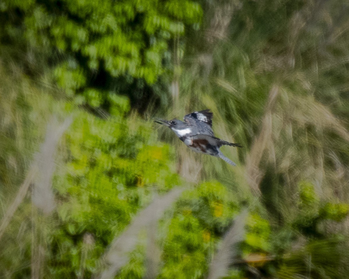 Belted Kingfisher - ML617059221