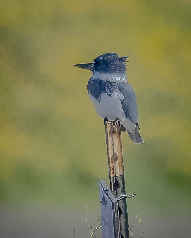 Belted Kingfisher - ML617059222