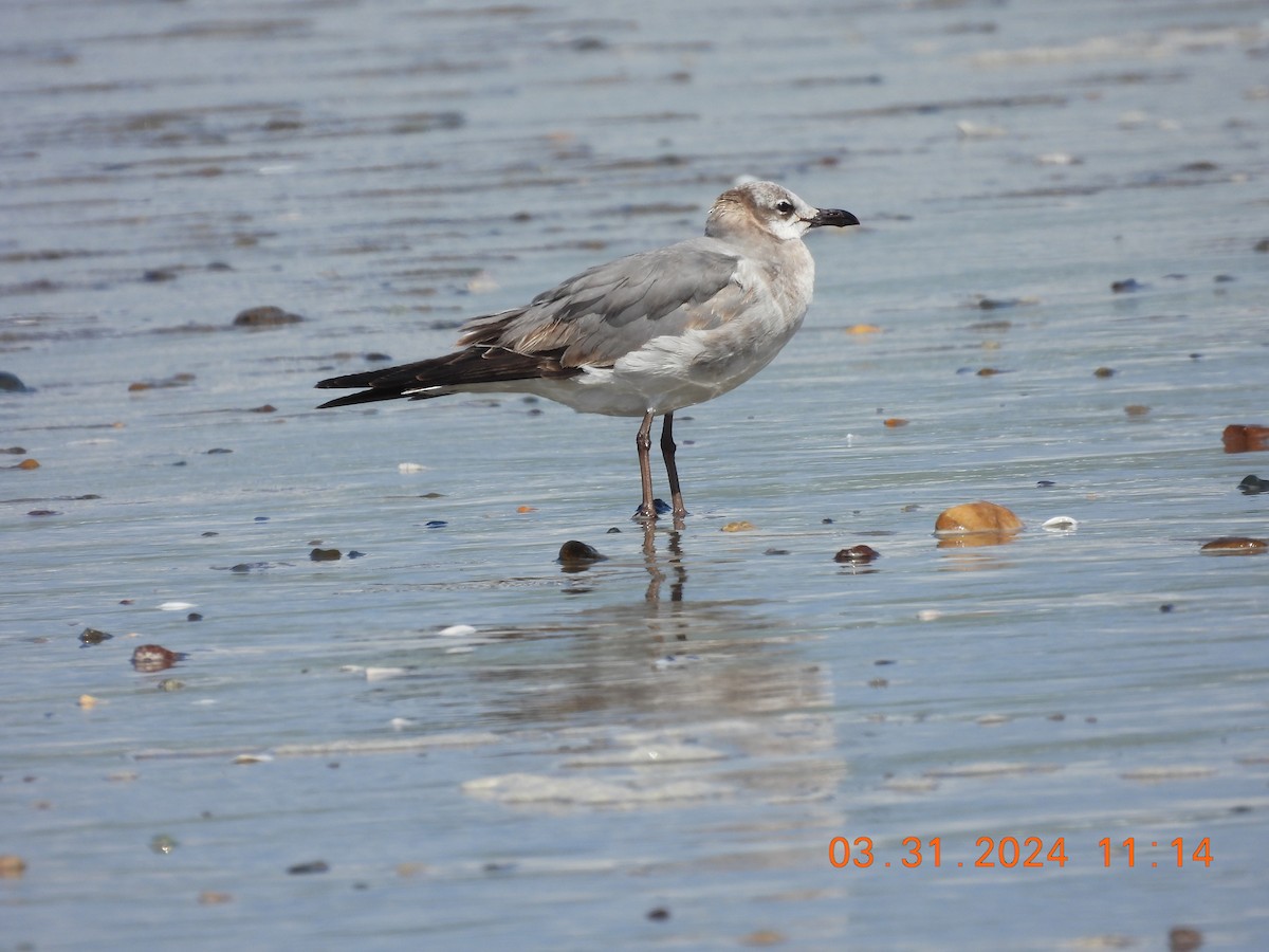 Laughing Gull - Sally Hill