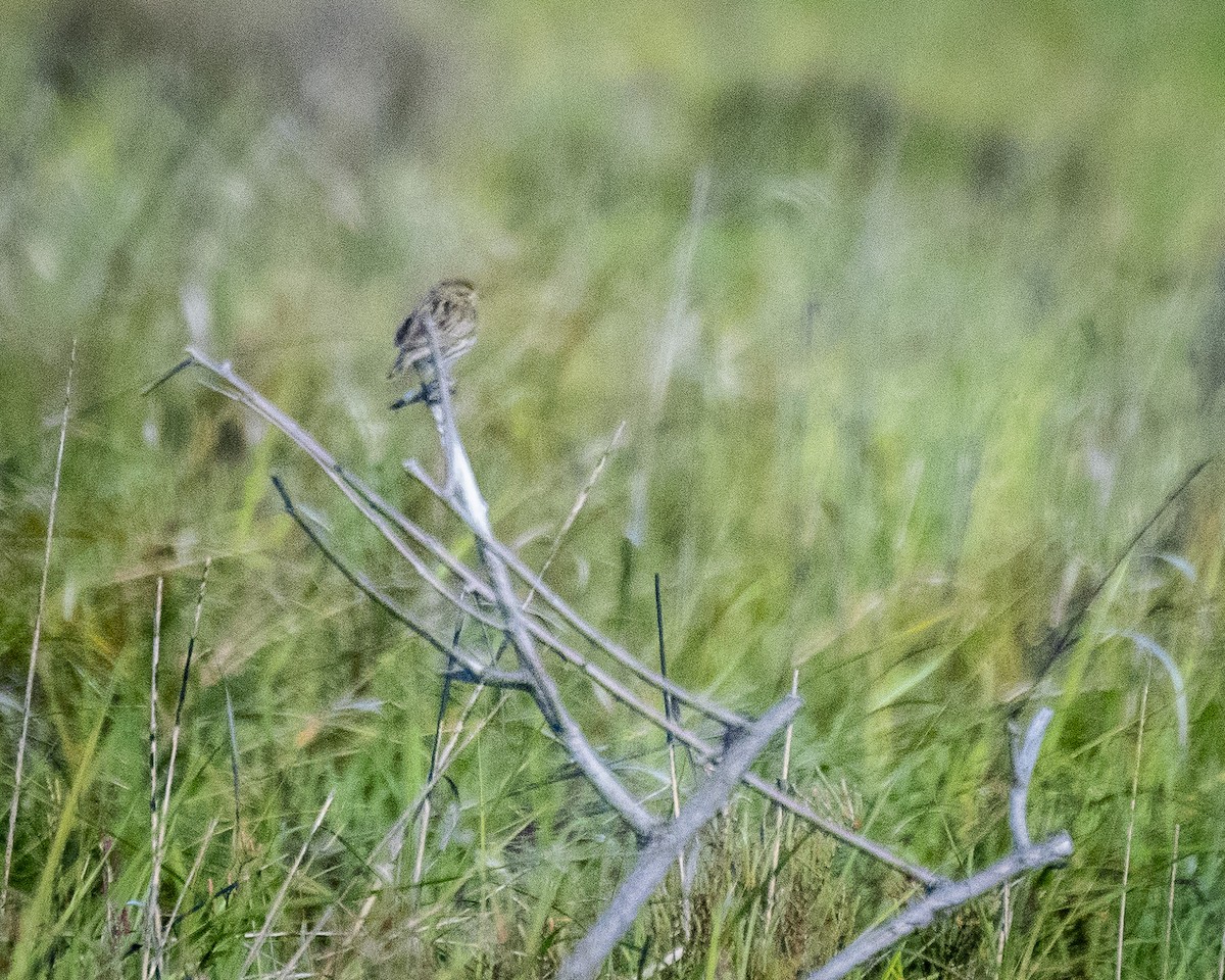 Savannah Sparrow (Belding's) - ML617059238