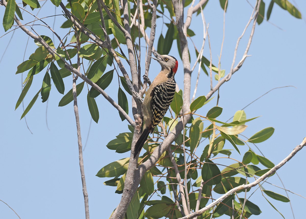Hispaniolan Woodpecker - ML617059248