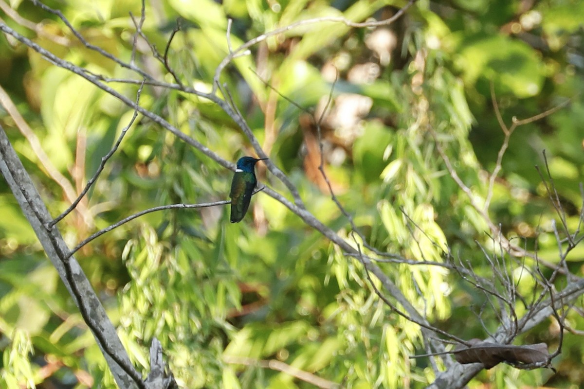 kolibřík bělokrký - ML617059354