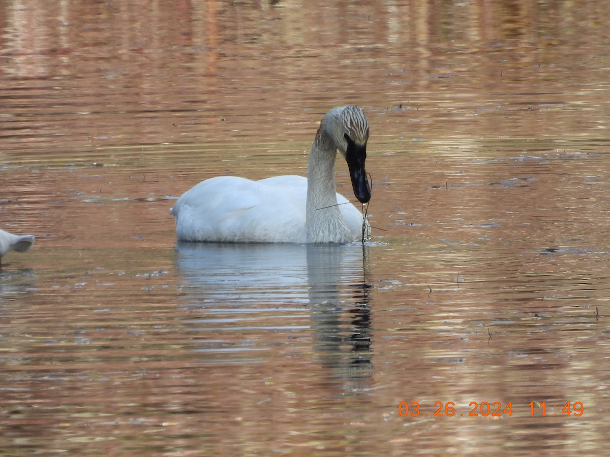 Trumpeter Swan - Sally Hill