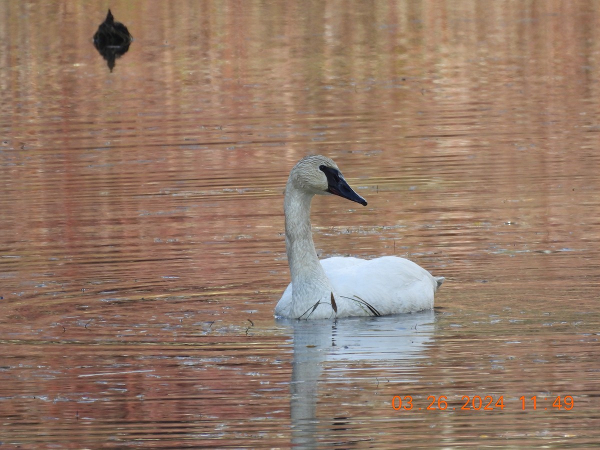 Trumpeter Swan - Sally Hill