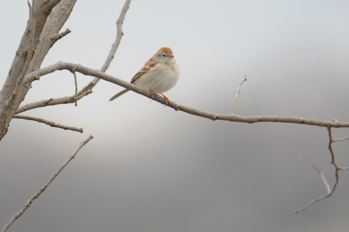 Field Sparrow - ML617059489
