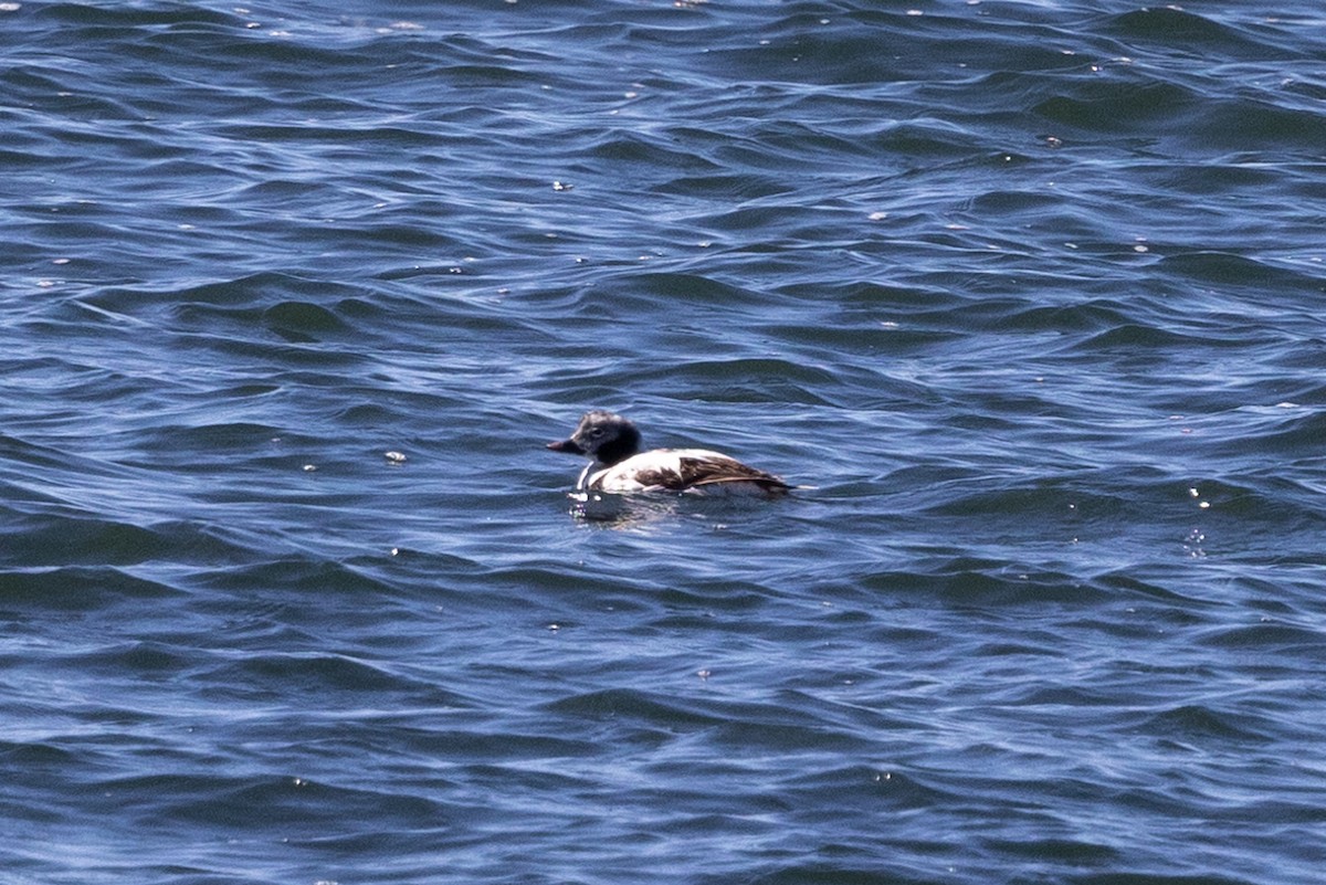 Long-tailed Duck - ML617059637