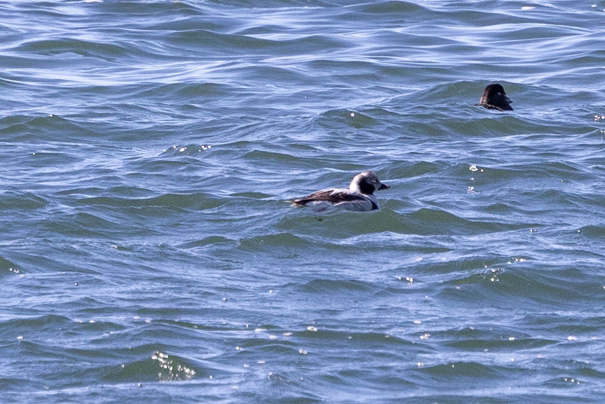 Long-tailed Duck - ML617059638