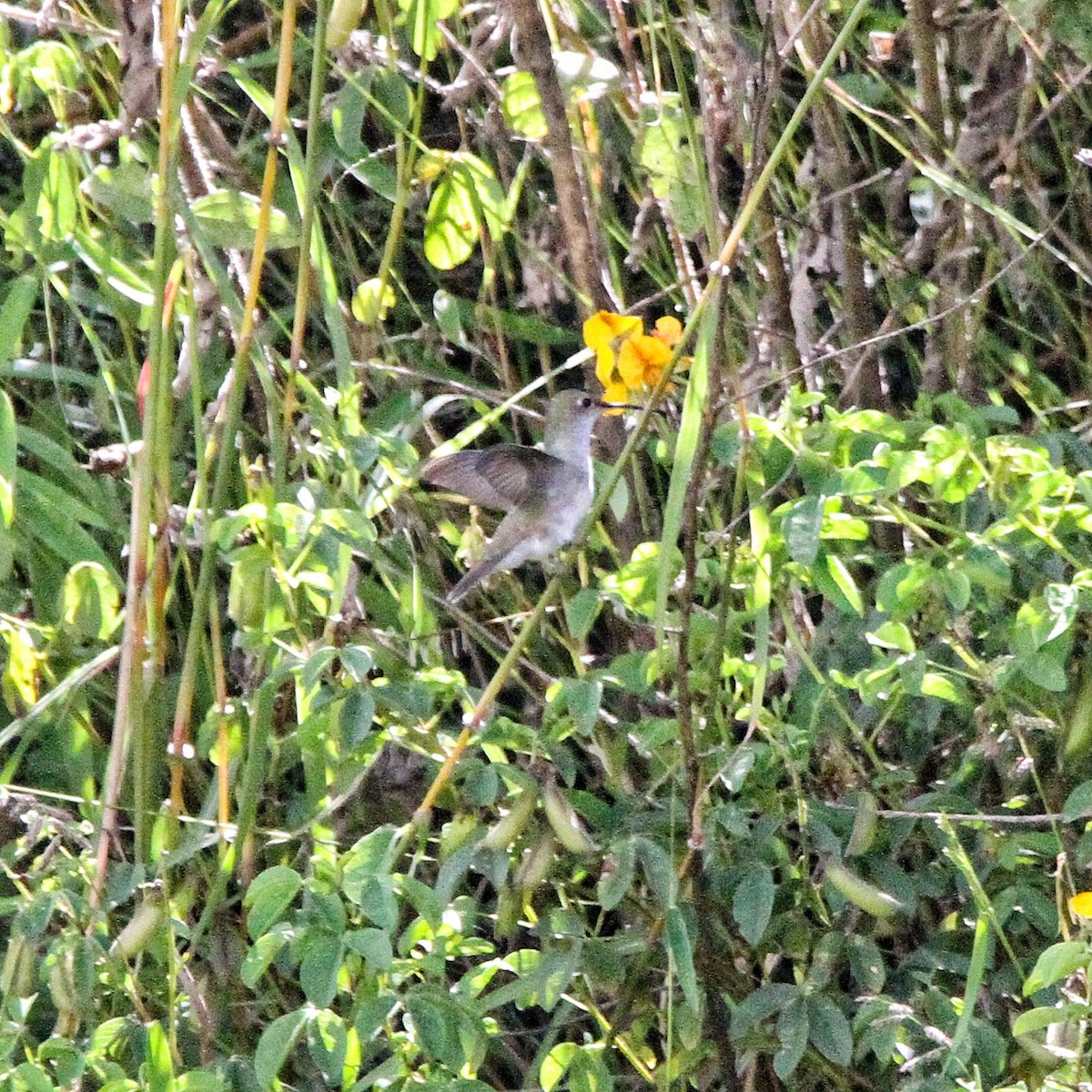 White-bellied Hummingbird - ML617059668